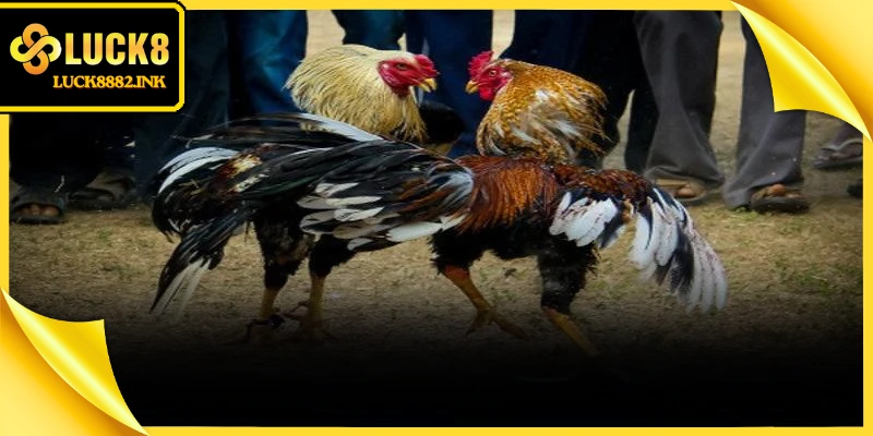 Luật lệ đá gà cựa dao rõ ràng đảm bảo tính minh bạch và công bằng tuyệt đối 