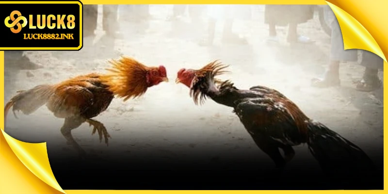 Thời điểm thi đấu giữ vai trò quan trọng mang lại may mắn cho kê thủ