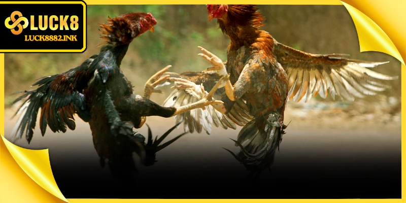 Mối quan hệ khắc chế lẫn nhau quyết định trực tiếp tới kết quả đá gà ngũ hành
