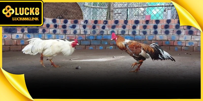 Đá Gà Trực Tiếp Thomo