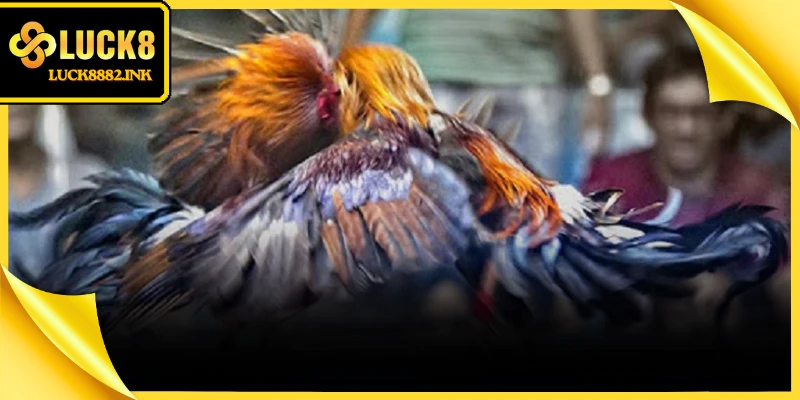 Đá gà trực tiếp Thomo chuyên nghiệp với hệ thống phát sóng sắc nét