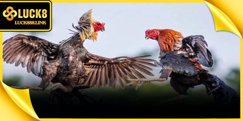 Sự phong phú trong các hình thức thi đấu mang tới nhiều trải nghiệm giải trí