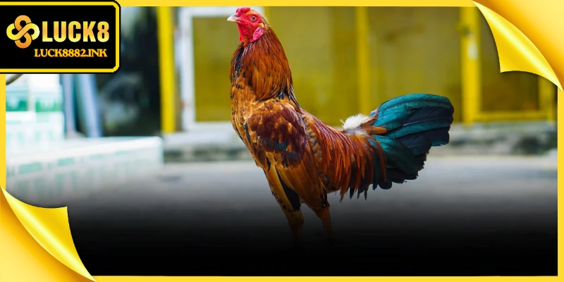 Các bài tập thực chiến chuyên sâu rèn luyện độ dẻo dai cho đôi chân