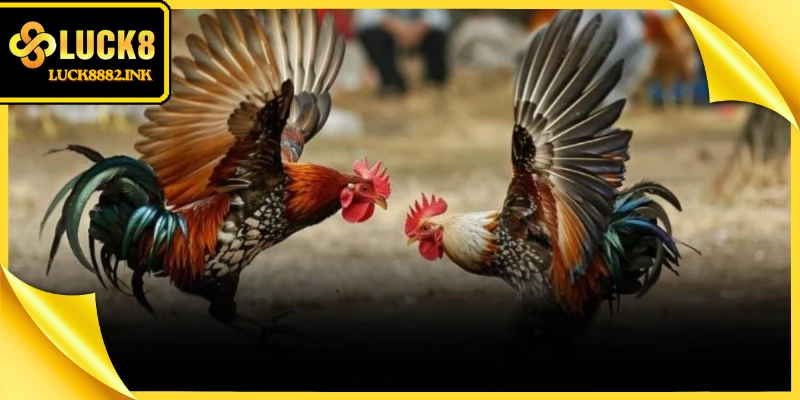 Trường gà uy tín quy mô lớn sở hữu giấy phép hoạt động hợp pháp quốc tế